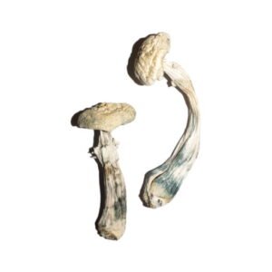 Buy White Albino Avery Mushrooms