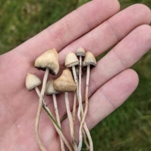 Buy liberty cap mushroom online