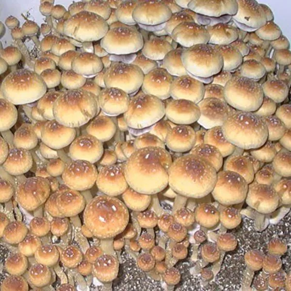 Buy Creeper Magic Mushrooms Online